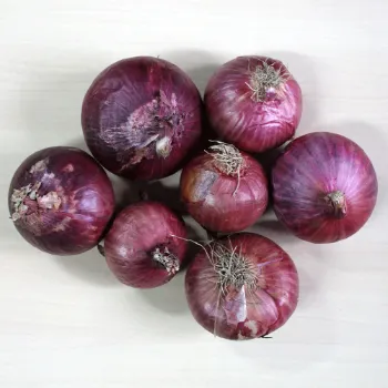 Onion (37)-4675204-99095.webp